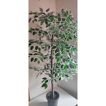 Rüzgar Çiçekcilik 160 Cm Ficus Ağacı Yeşil
