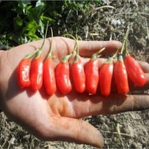 3 Adet Goji Berry Fidanı Damaye Tüplü 20 Cm 12 Ay Dikim