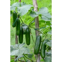 100 Adet Tohum Köy Salatalık Nadir Erkenci Bol Verim Sırık Salatalık Tohumu Sürpriz Hediye Tohum