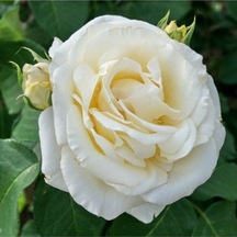 Videolu Chopin Beyaz Gül Fidanı 1adet Saksılı 10-15cm Dış Mekan "white Rose"