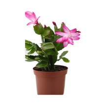 Videolu Pembe Çiçekli Yılbaşı Çiçeği 1 Adet 10-20cm Iç Mekan Salon Bitkisi Rhipsalidopsis