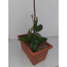 Serada Decor & Plant Mum Çiçeği 20 40 Cm Canlı