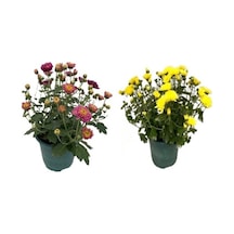 Kasımpatı Fidanı 2 Li Set 10-20 Cm