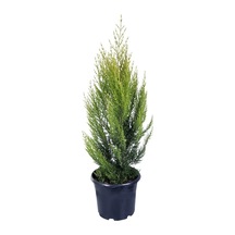 Videolu Özel Limoni Salon Çamı 30-50 Cm Saksılı/tüplü Dış Mekan Ağaçları Norfolk Island Pine