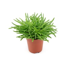 Etli Çalı Senecio Senecio Himalaya - Senecio Barbertonicus 20 A
