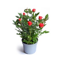 Videolu Çıtır Minyatür Kırmızı Renkli 20 30 Cm 1 Adet Tüplü Aşılı Gül Red Rose