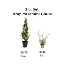 Arap Yasemin Çiçeği+ Gaura Çiçeği 2'li Set Dış Mekan Bitkisi