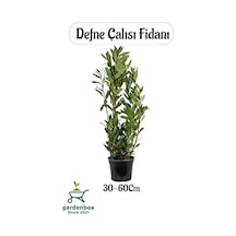 Defne Fidanı 30-60cm 1 Adet Saksılı/tüplü Bahçe Bitkisi Laurus Nobilis