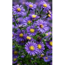 Aster Papatya Mor 25 Adet Tohum