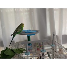 3d Baskı Dönebilen Kuş Yemliği Ve Oyuncağı Muhabbet Kuşu Ve Papağan Oyun Standı Etkileşimli Kuş Yemliği