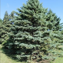 Picea Glauca Beyaz Ladin Tohumu 10 Tohum N112557