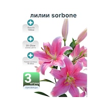 Sorbone Çeşidi 3 Adet Zambak Soğanı