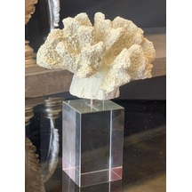 Kristalli Mercan Biblo (509071642)