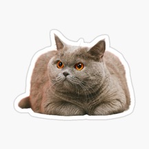 British Shorthair Kedi Araba Oto Sticker Etiket 17Cm Z9