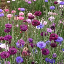 Kontur Tohumu Yerli Centaurea 50 Adet