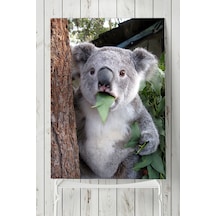 Koala Hayvan Posteri