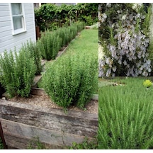 20 Adet Biberiye Fidanı Rosmanirus Officinalis Dahil