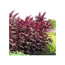 Red Spike Kırmızı Amaranthus Çiçeği Tohumu 50 Tohum