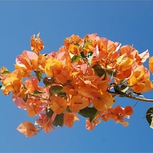 Nura Botanik Tüplü Kayısı Renkli Begonvil Fidanı Bougainvillea