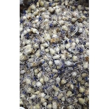 Peygamber Çiçeği-mavi Kantaron 250 Gr Aktar Depo Diğer