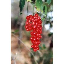 Bahçevilya 1 Adet 2 Yaşında Tüplü Frenk Üzümü Fidanı Ribes Rubrum