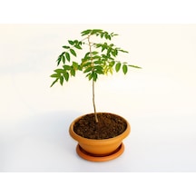 Bonsai Mor Salkım
