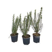Biberiye rosmarinus Officinalis 3 Adet
