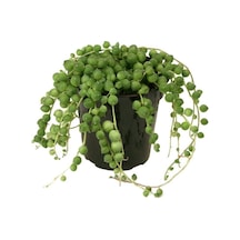 Senecio Rowleyanus, Tesbih Çiçeği 11 Cm Saksıda Jumbo Boy