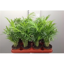 Iç Mekan Süs Bitkileri Salon Palmiyesi - Chamaedorea Elegans 30- 40 Cm
