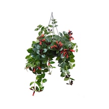 Askılı Saksıda Ruj Çiçeği Aeschynanthus Sarmaşığı