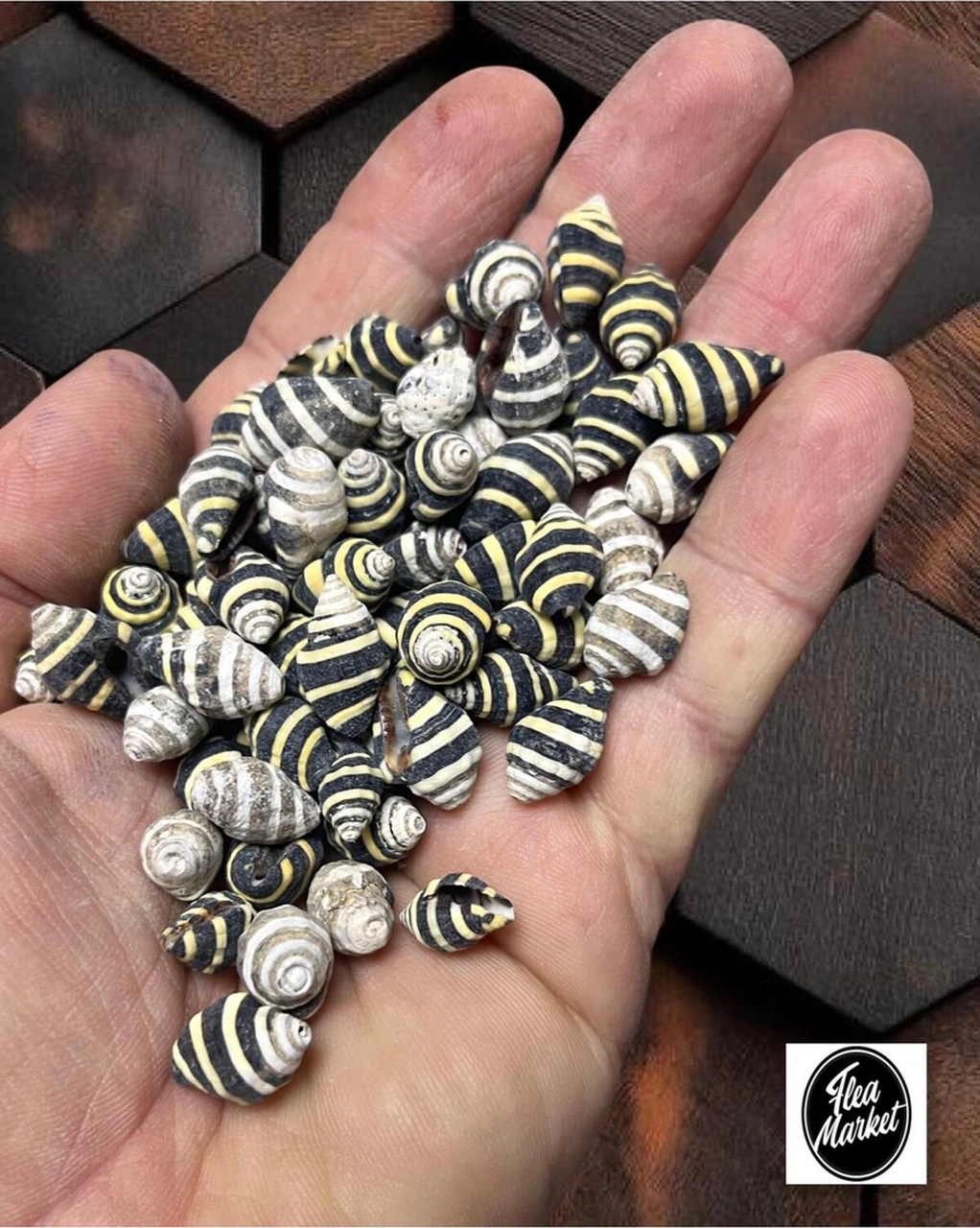 Gerçek Deniz Kabuğu - Prison - 50gr.
