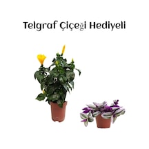 Sarı Renk Japon Gülü Çiçeği Sevgililer Gününe Özel Telgraf Hediyeli