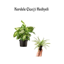Hediyelik Difenbahya Bitkisi Sevgililer Gününe Özel Kurdele Çiçeği Hediyeli