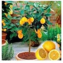 10 Adet Tohum Bodur Bonsai Limon Ağacı Tohumu Italyan Limon Seti Saksıtoprak Süpriz Heidye Tohumlu