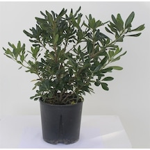 Yıldız Calısı(Pittosporum 20-25 Cm )