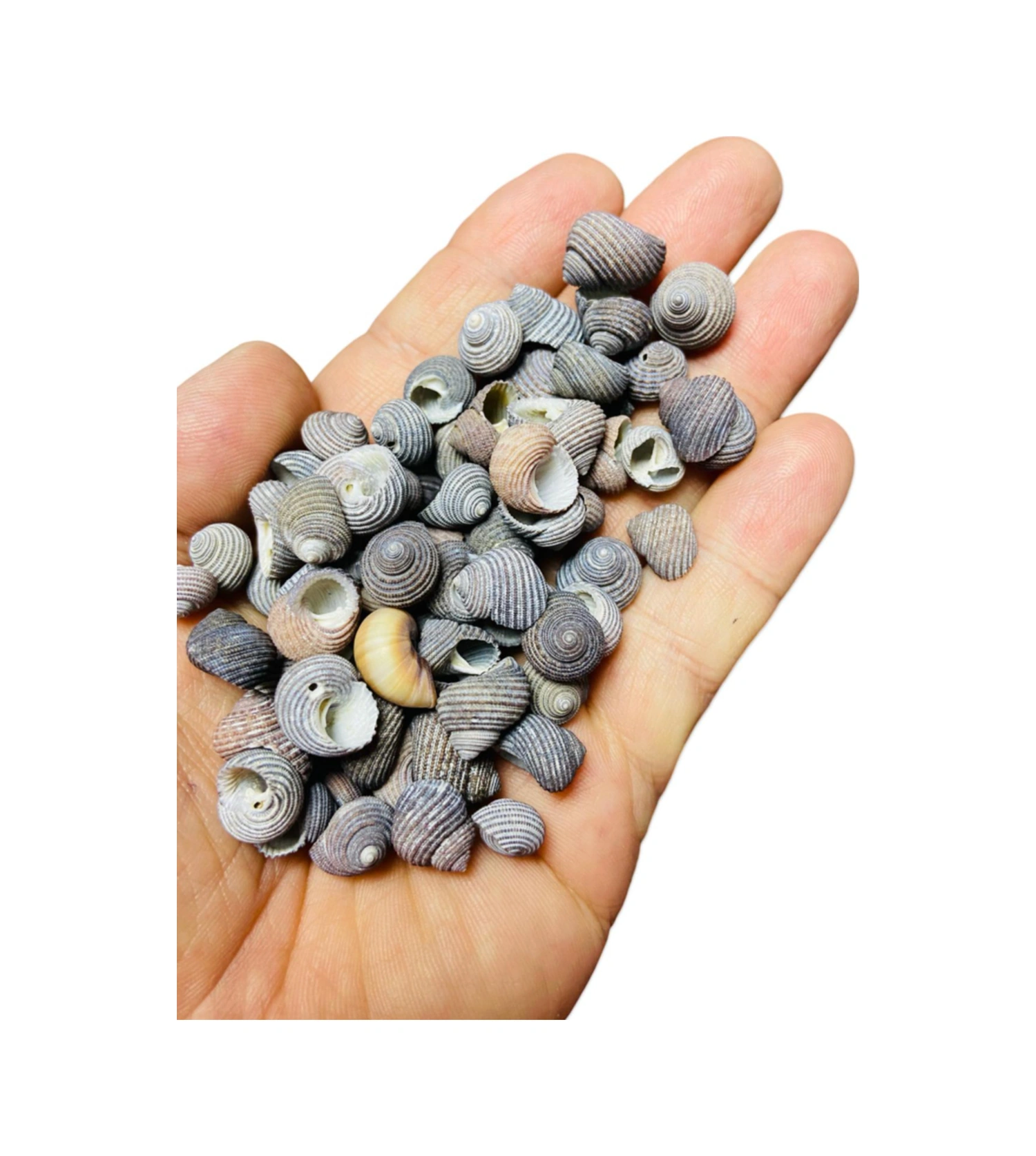 Gerçek Deniz Kabuğu - Mysticum Tenebris - Deliksiz - 30gr, Ort. 70 Adet