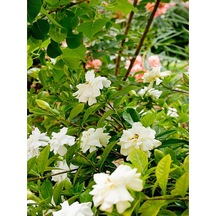 Videolu 1 Adet Mis Kokulu Gardenya Çiçeği Salon Bitkisi 25-35 Cm Saksılı Iç Mekan Bitki Gardenia