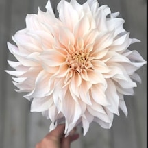 Büyük Çiçekli Cafe Au Light Dahlia Yıldız Çiçeği Soğanı Yumrusu 1 Adet