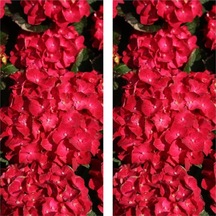 2 Adet Kırmızı Çiçekli Ortanca Fidanı 30-55 Cm Tüplü Çiçekli Bodur Bitkiler Red Hydrangea