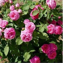 Saksılı Kokulu Isparta Gülü Fidanı 10-20 Cm