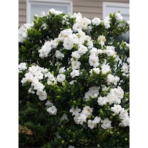 Hediyelik 1 Adet Mis Kokulu Gardenya Çiçeği Saksılı 30-45cm Gardenia Flower