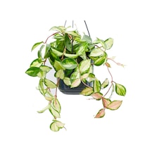 Alacalı Mum Çiçeği (Hoya carnosa Tricolor) - Askılı Saksıda
