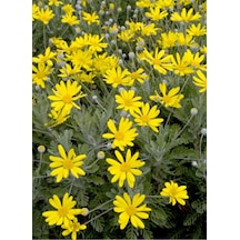 Sarı Çalı Papatyası Euryops Pectinatus