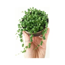 Tespih Boncuk Çiçeği Senecio Herreianus 5,5 Cm Saksı Kaktüs
