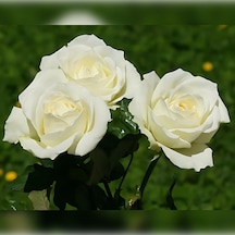 Beyaz Gül 40-70 Cm Tüplü