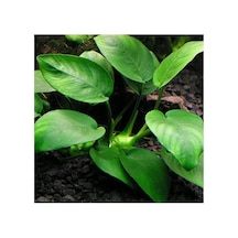 Anubias Barteri Var. Barteri L 5-6 Yapraklı Kök Canlı Bitki Diğer