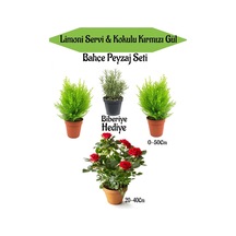 Bahçe Seti 2 Adet Limoni Servi Fidanı+ 1 Adet Kırmzı Gül Fidanı+ Hediye Biberiye