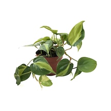 Philodendron Cordatum 'Brasil' Ø12 CM Y20-25 CM