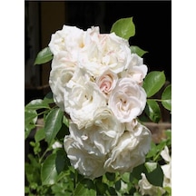 Chopin Beyaz Gül Fidanı 1adet Saksılı 50-70cm Dış Mekan "white Rose"