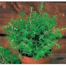 50 Adet Tohum Kekik Tohumu Aromatik Dağ Kekiği Tohumu